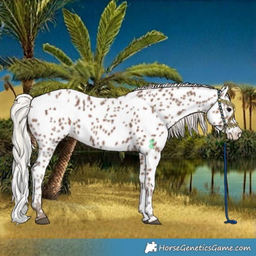 Horse Color:Silver Black Leopard Rabicano