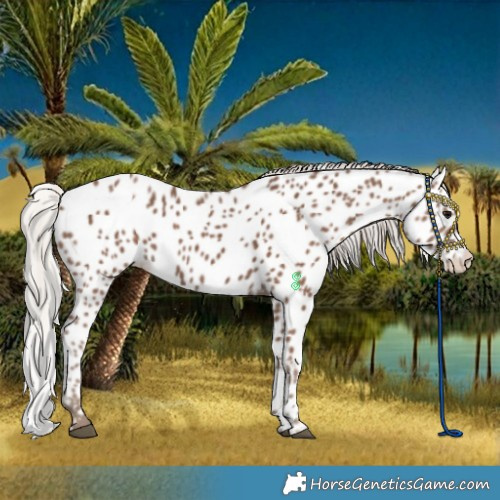 Horse Color:Silver Black Leopard Rabicano