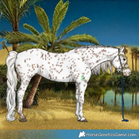 Horse Color:Silver Black Appaloosa Rabicano