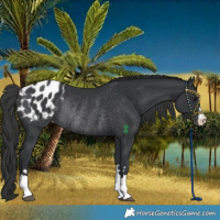 Horse Color:Black Appaloosa Rabicano 