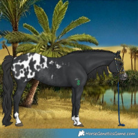 Horse Color:Black Appaloosa Rabicano 