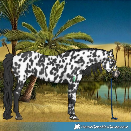 Horse Color:Black Appaloosa Rabicano