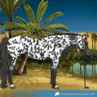 Horse Color:Black Near Leopard Rabicano