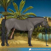 Horse Color:Grullo Rabicano 