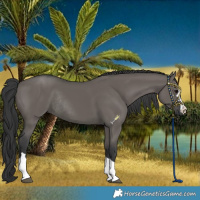 Horse Color:Grullo Rabicano
