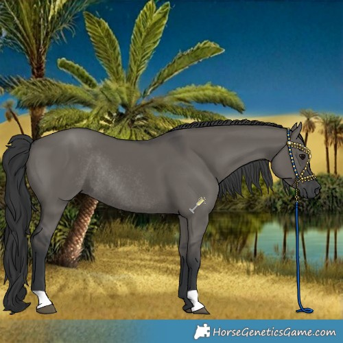 Horse Color:Grullo Rabicano