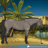 Horse Color:Grullo Rabicano 