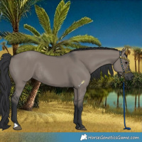 Horse Color:Grullo Rabicano 