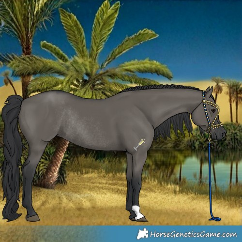 Horse Color:Grullo Rabicano