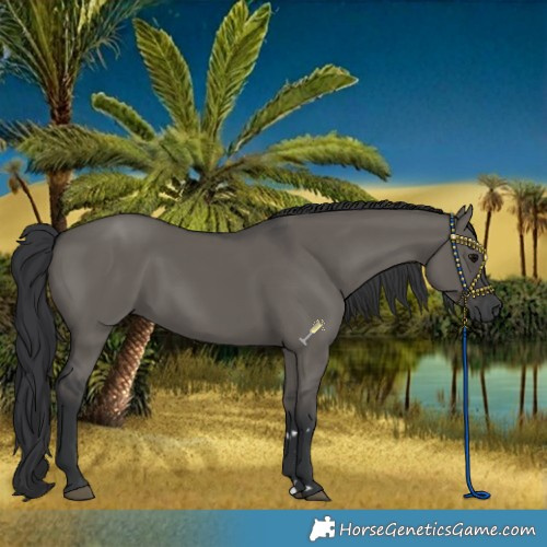 Horse Color:Grullo Rabicano