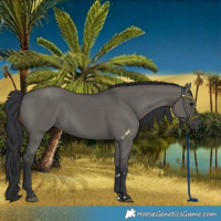 Horse Color:Grullo Rabicano 