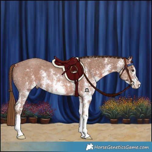 Horse Color:Chestnut Sabino Rabicano
