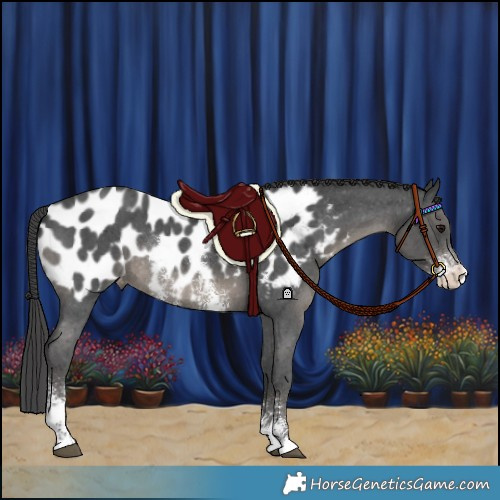Horse Color:Black Sabino Near Leopard Rabicano