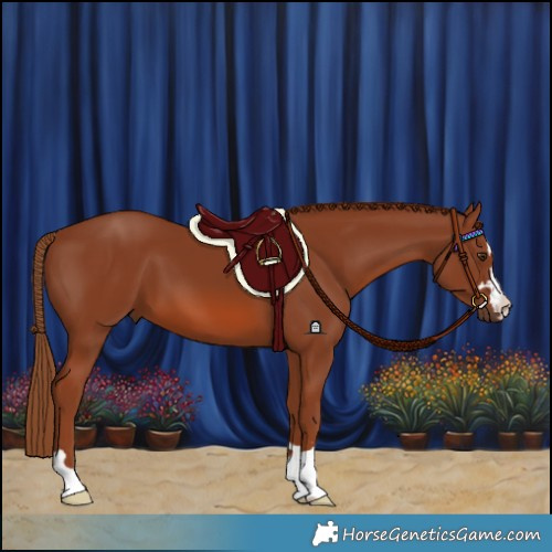 Horse Color:Chestnut 