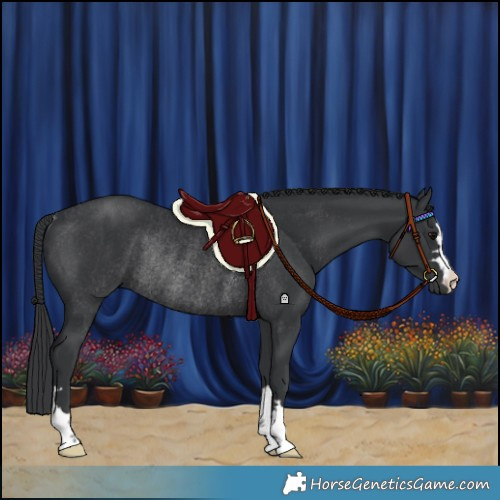 Horse Color:Black Rabicano 