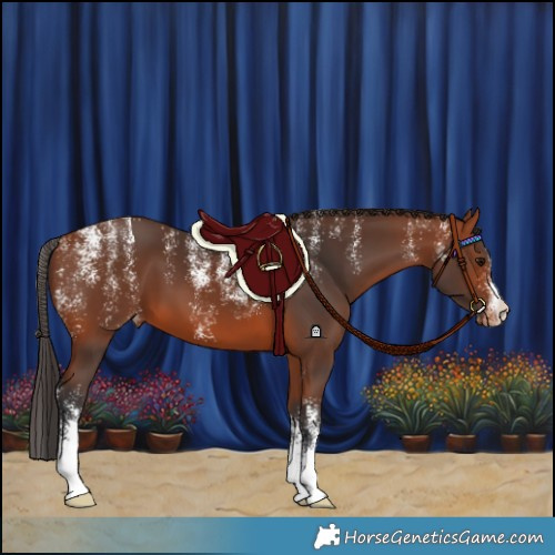 Horse Color:Powder White Bay Appaloosa 