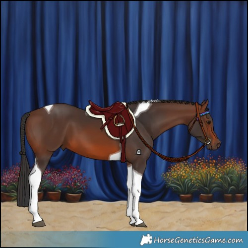 Horse Color:Brown Tobiano 