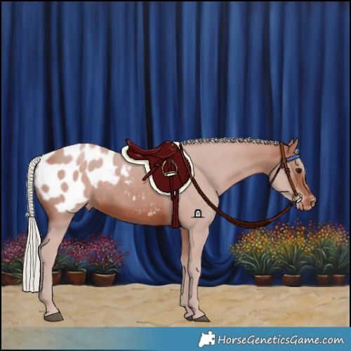 Horse Color:Silver Brown Blanket
