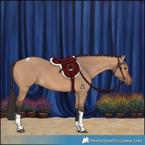 Horse Color:Bay Dun Tobiano