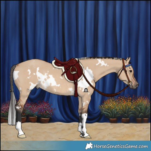 Horse Color:White Spotted Bay Dun Rabicano 