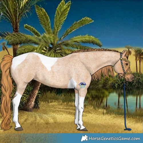 Horse Color:Red Roan Tobiano 
