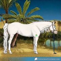 Horse Color:Cremello Dun Tobiano