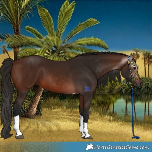 Horse Color:Gray Bay Tobiano Rabicano 