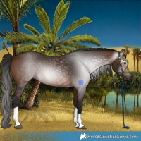 Horse Color:Gray Bay Tobiano Rabicano