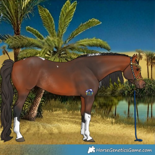 Horse Color:Bay Tobiano Rabicano
