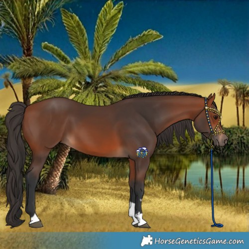 Horse Color:Bay Tobiano Rabicano