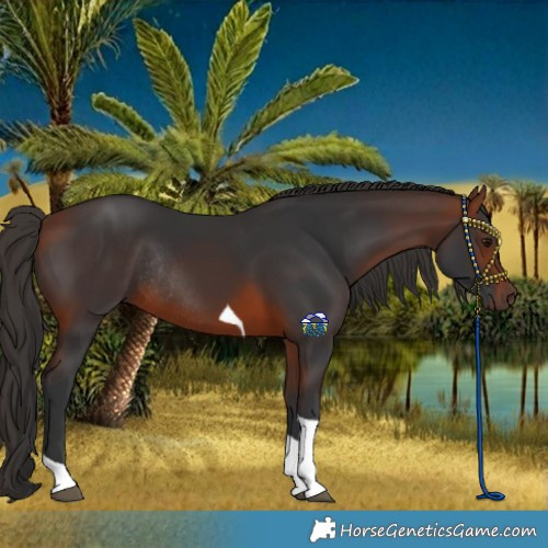 Horse Color:Bay Tobiano Rabicano