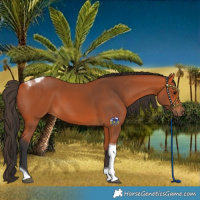 Horse Color:Bay Tobiano Rabicano