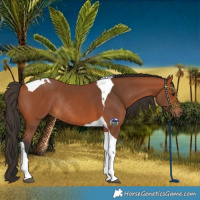 Horse Color:Bay Tobiano Rabicano 