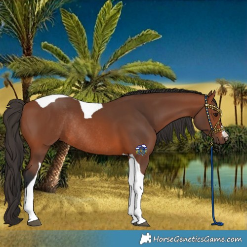Horse Color:Bay Tobiano Rabicano