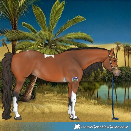 Horse Color:Bay Tobiano Rabicano