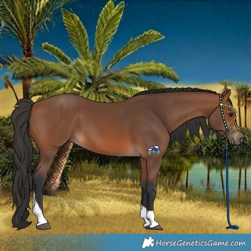 Horse Color:Bay Tobiano Rabicano 
