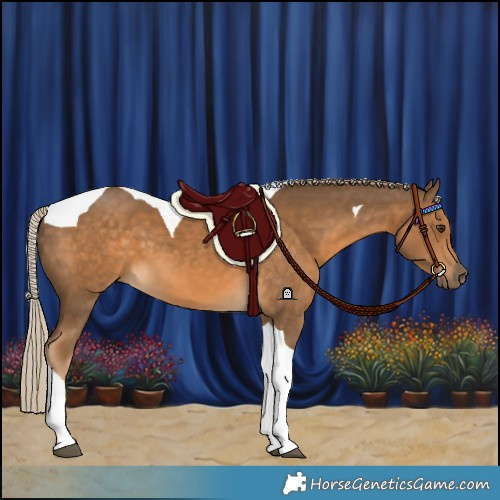 Horse Color:Chocolate Palomino Tobiano