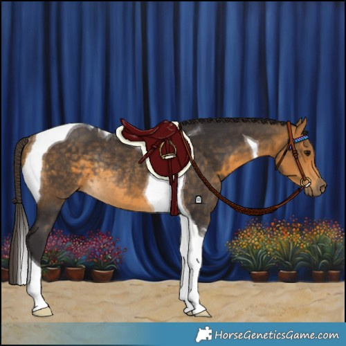 Horse Color:Buckskin Tobiano Rabicano 