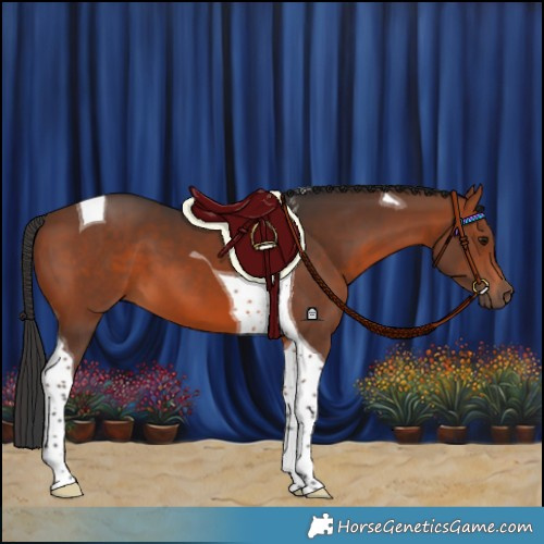 Horse Color:Brown Tobiano 