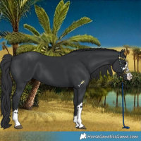 Horse Color:Black 