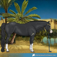 Horse Color:Black 