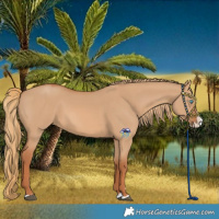 Horse Color:Red Dun Splash