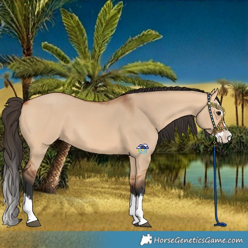Horse Color:Bay Dun Splash