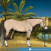 Horse Color:Bay Dun Splash