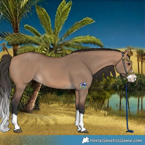 Horse Color:Bay Dun Splash