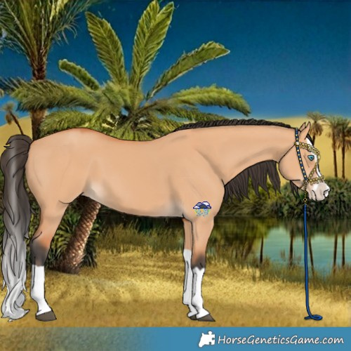 Horse Color:Bay Dun Splash 