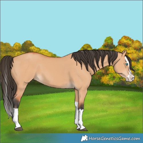 Horse Color:Bay Dun Splash 