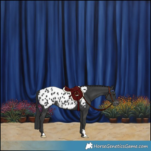 Horse Color:Black Blanket Rabicano