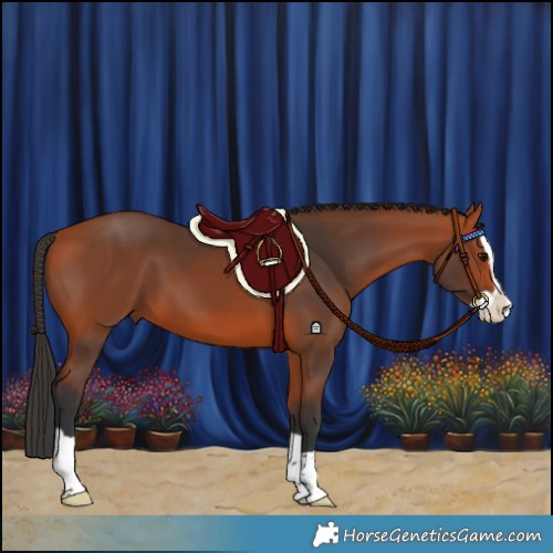 Horse Color:Bay Splash
