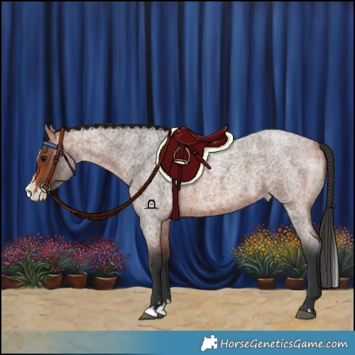 Horse Color:Bay Roan Splash